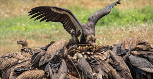 Pascal Beuvelet tweet media