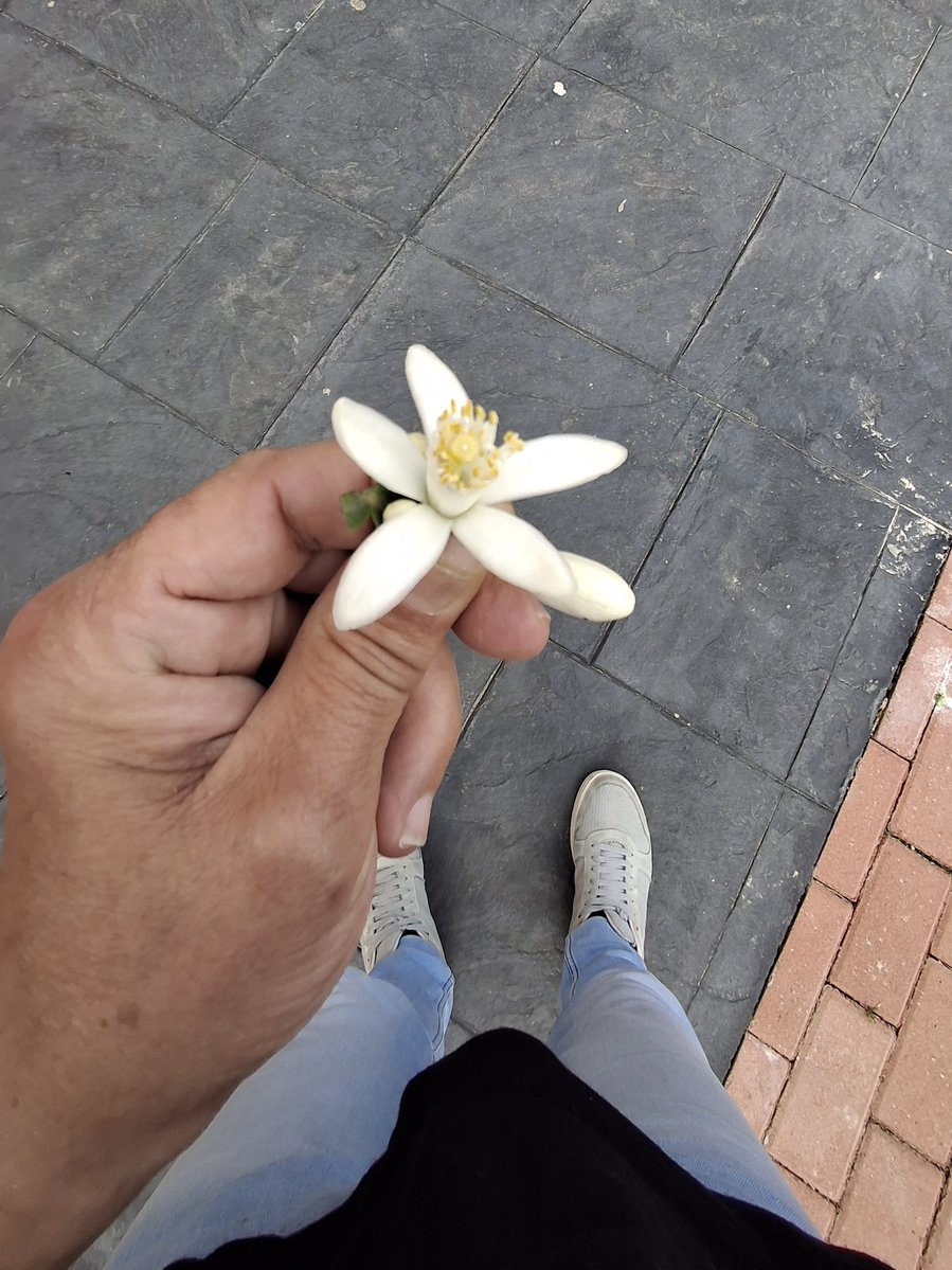 De Sevilla al cielo..... tweet media