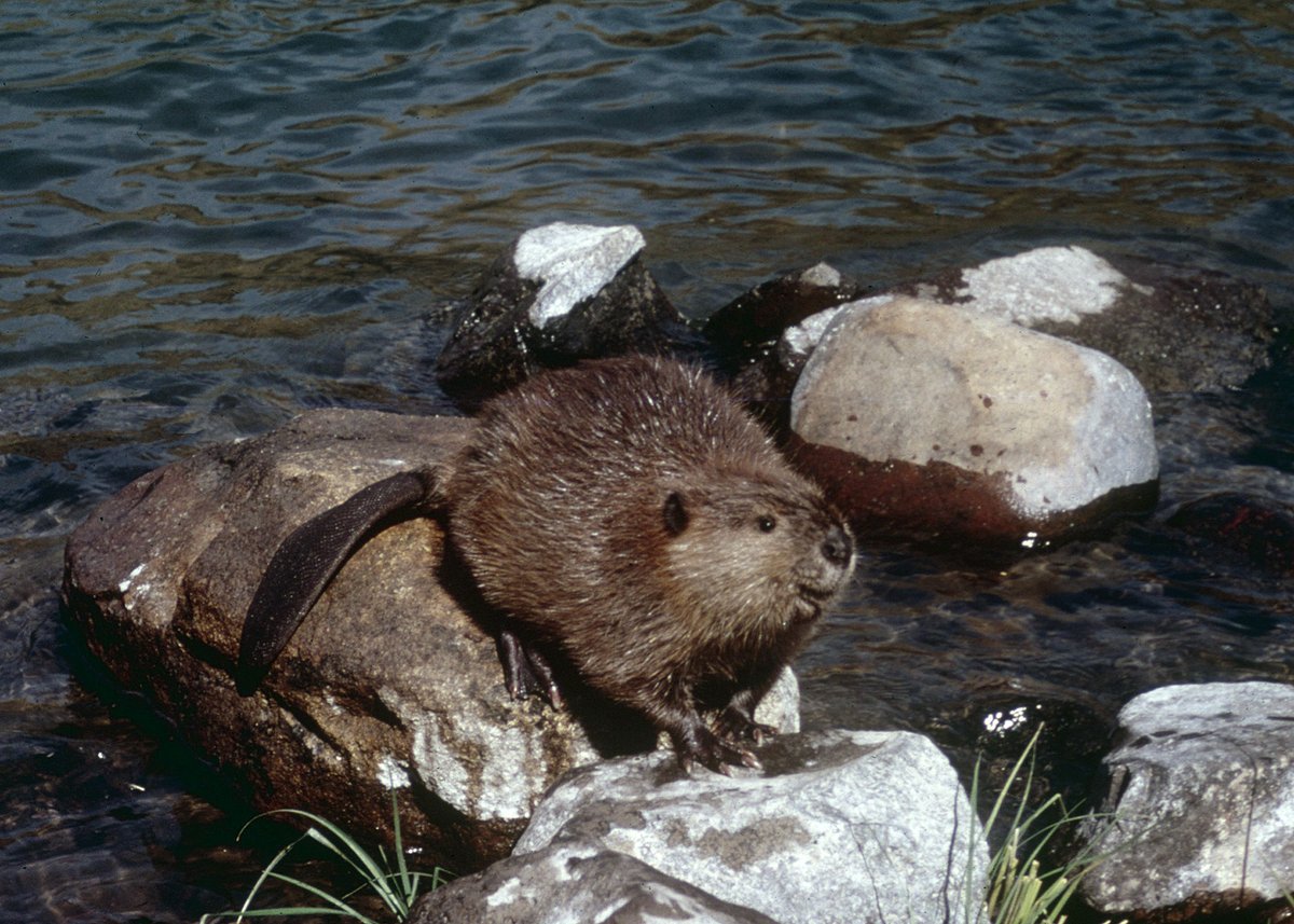 National Wildlife Federation tweet media