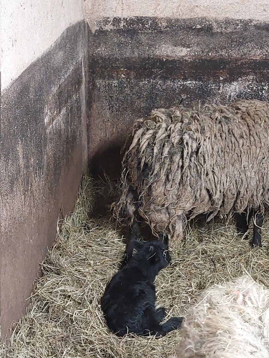 JorgBrinkmann's tweet photo. Gerade ist die kleine Lena geboren🍀🎊🎂🥳🐏 jetzt geht es in die Einzelbox https://t.co/0VQzFU4qIq