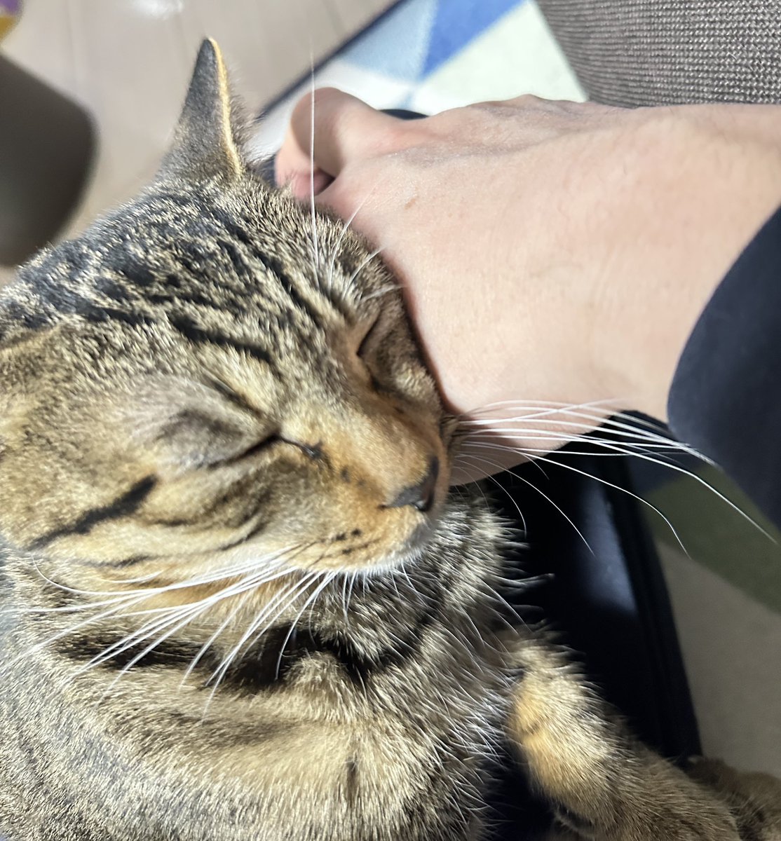 しぇー tweet media