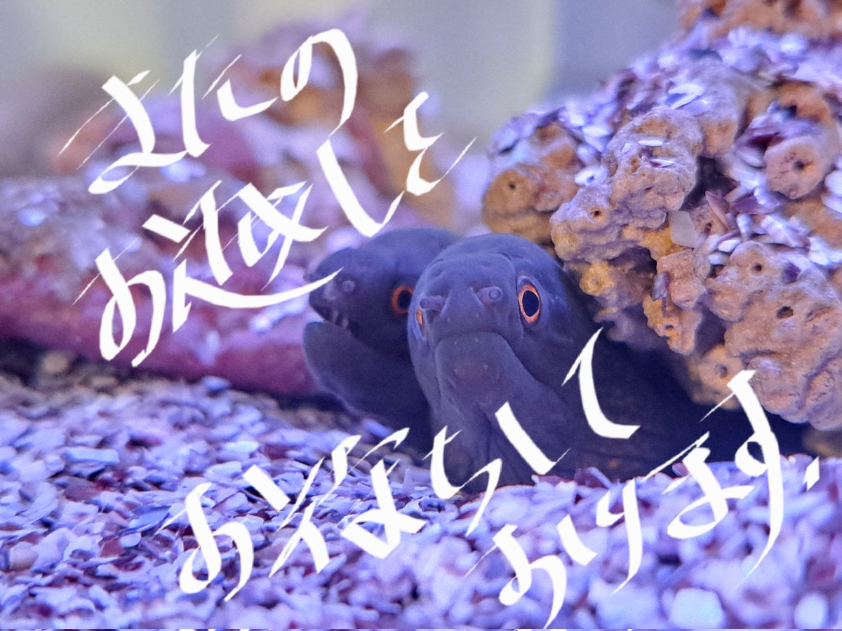 マリン@リミックスインター店 tweet media