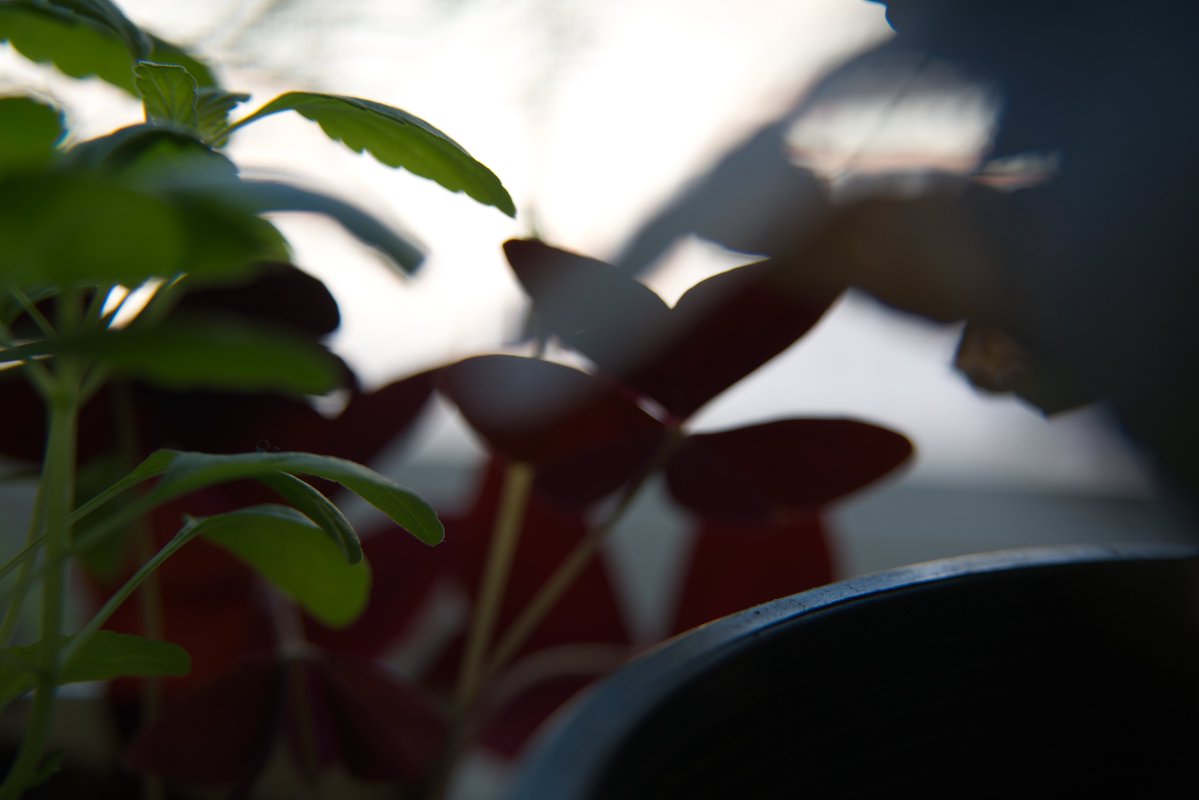 Rynco Maekawa @rynco@dvd.chat tweet media