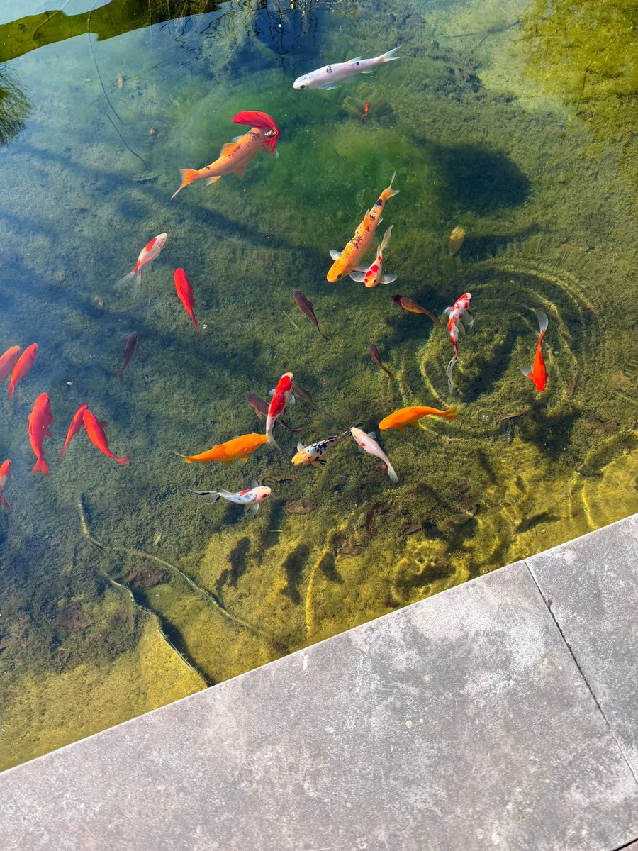 Earhaan's tweet image. Blub blub🐟 #fish