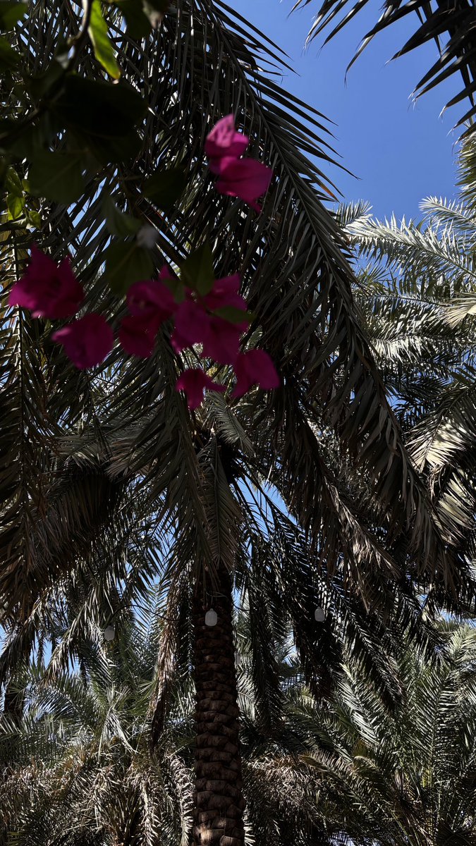 𝖬𝗎𝗇𝖺 tweet media