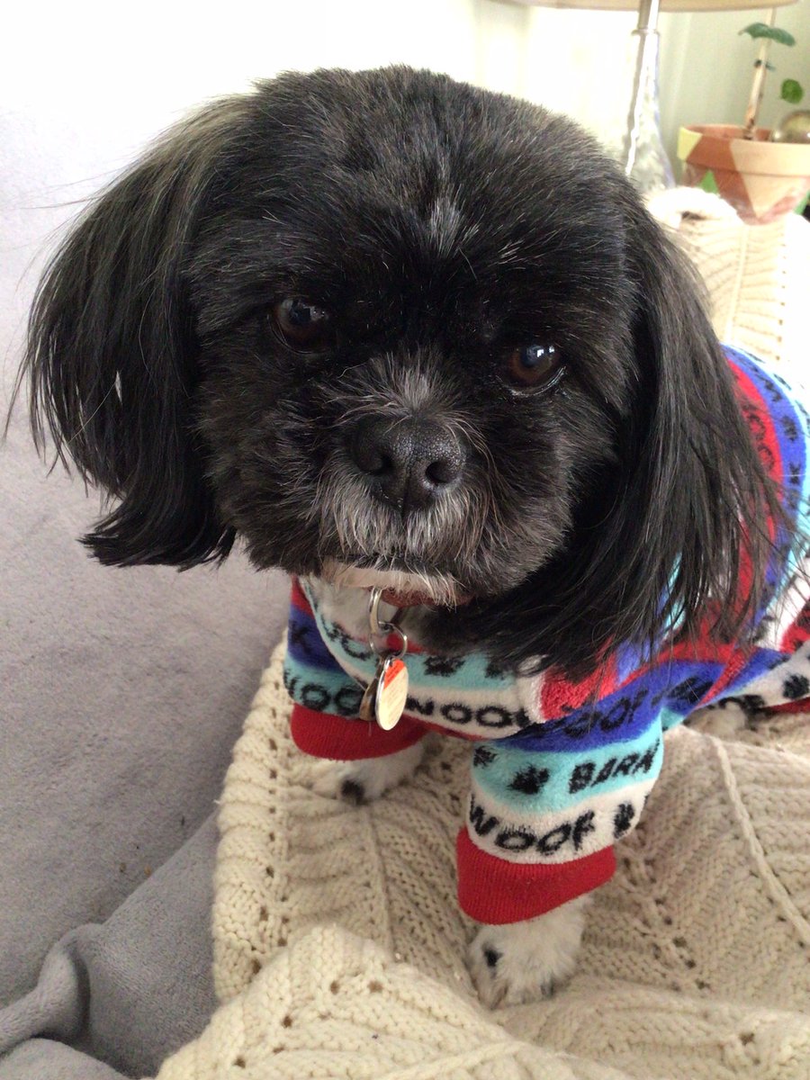 Cedar Shih Tzu 🐶/ Angel Coffee Tzu 🐶🌈🇨🇦 tweet media