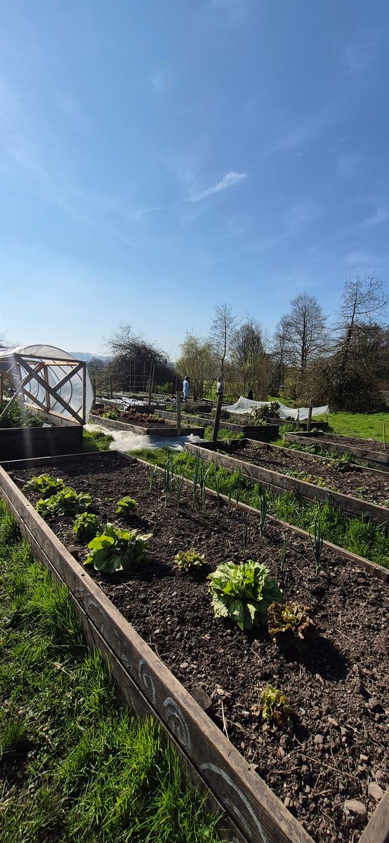 Togher Community Garden tweet media