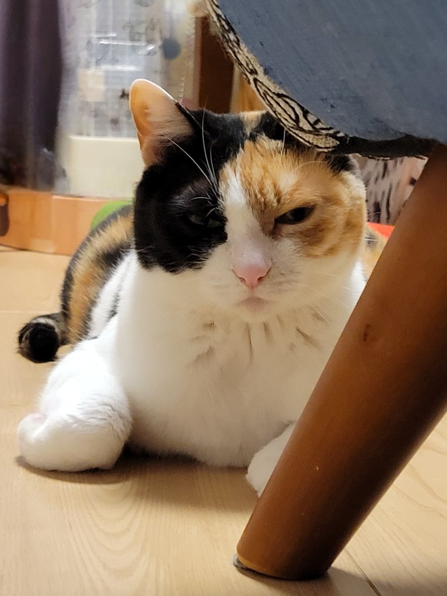 神楽🐾 tweet media