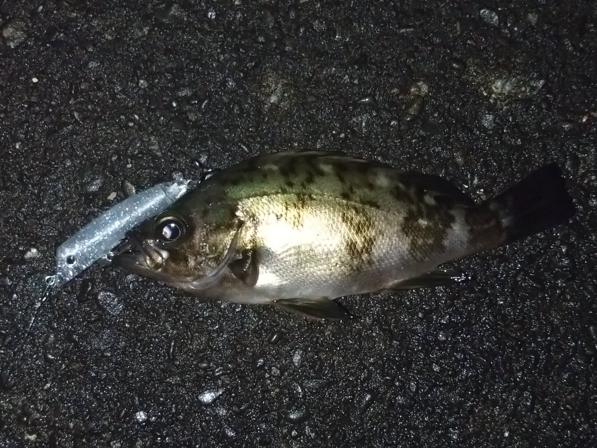 MarkLures's tweet photo. 昨夜は久しぶりにメバル釣りに

最近あまり状況の良くなかったポイントでテスト中のソリッドリップレスミノーに可愛いメバルちゃんがヒット

続いて同じくらいのカサゴちゃんも…

15㎝あるかないかのサイズなのに果敢に5㎝ミノーにアタックしてくれました♪ https://t.co/iBTEfosl7A