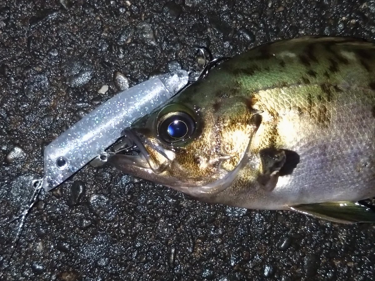 MarkLures's tweet photo. 昨夜は久しぶりにメバル釣りに

最近あまり状況の良くなかったポイントでテスト中のソリッドリップレスミノーに可愛いメバルちゃんがヒット

続いて同じくらいのカサゴちゃんも…

15㎝あるかないかのサイズなのに果敢に5㎝ミノーにアタックしてくれました♪ https://t.co/iBTEfosl7A