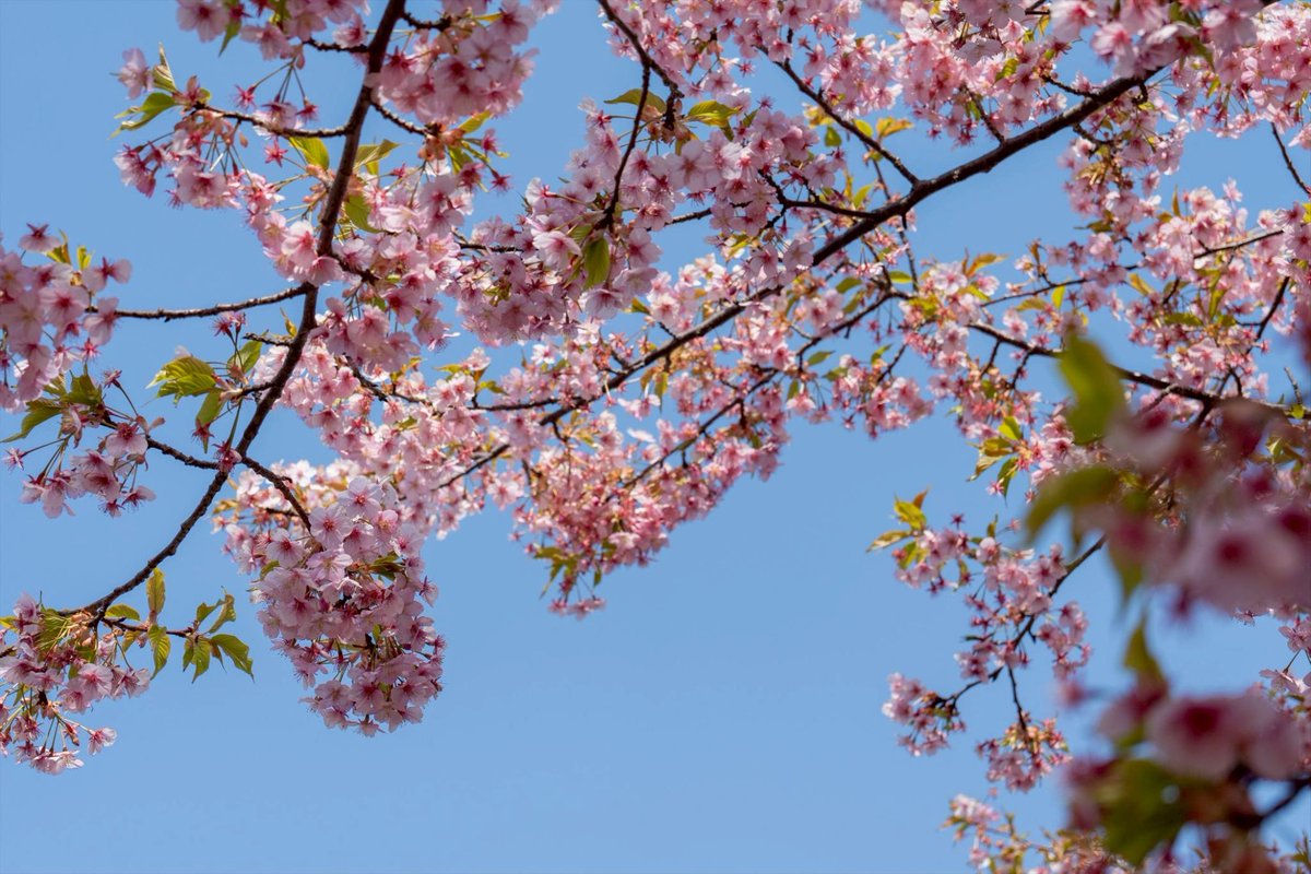 miya222's tweet photo. 毎年恒例の河津桜を見にいってきました https://t.co/VdhgNei5hi