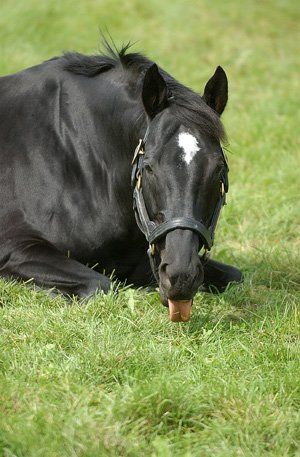 vulpix ☆ロコン tweet media