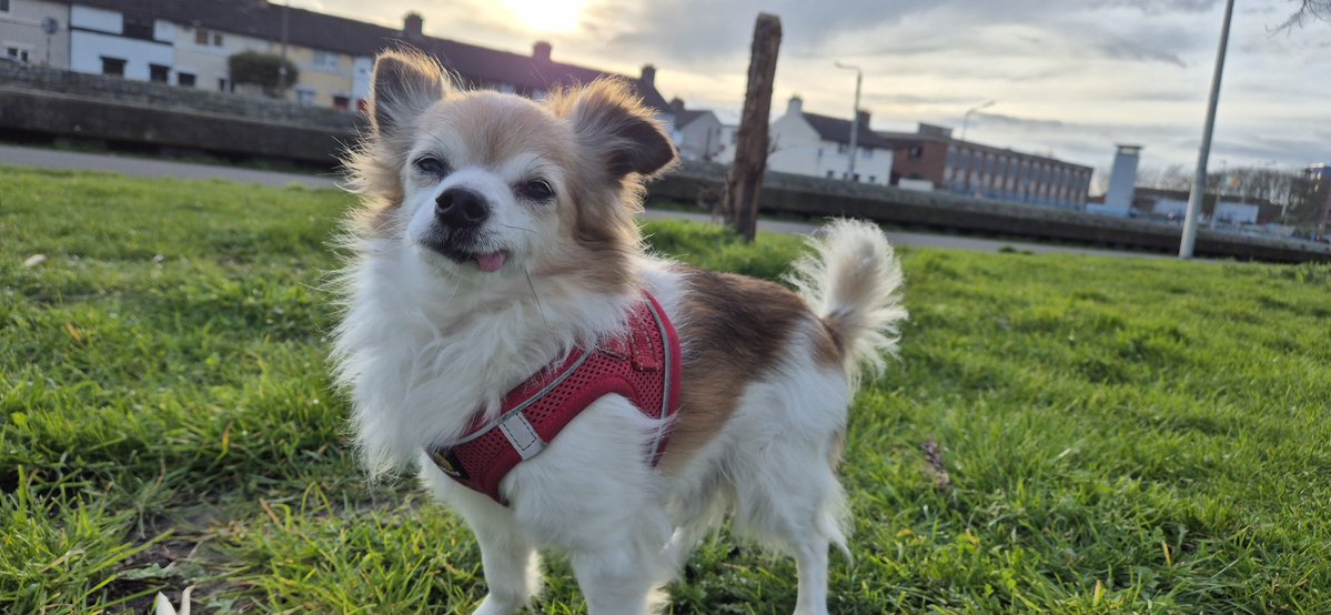 Coco's Revenge | Wishlist Now tweet media