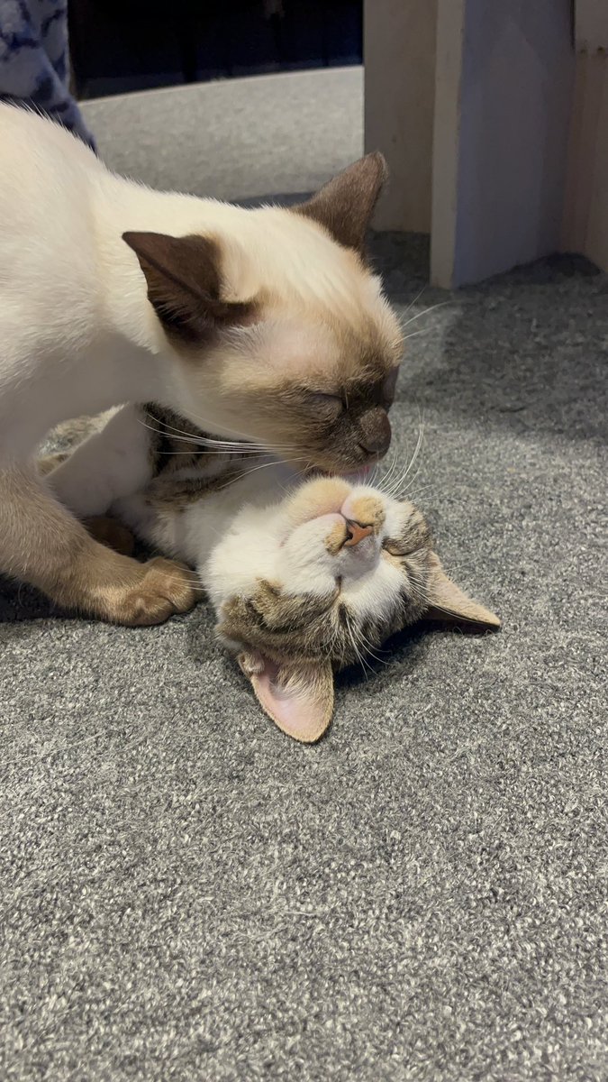 空本知花🌸 tweet media