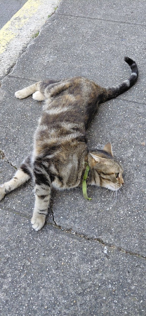 Triste Sire Manu tweet media