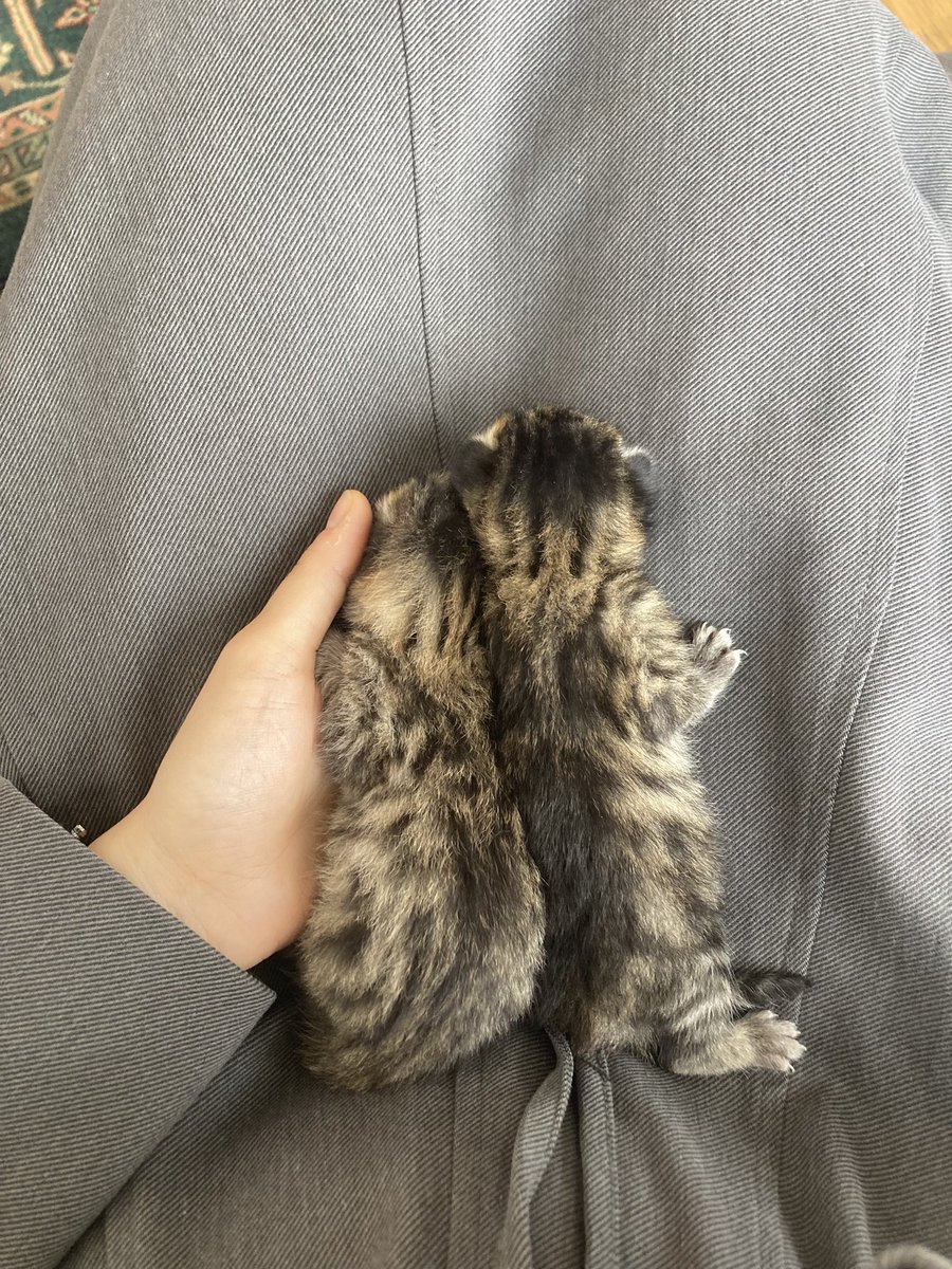 Bir alana bir bedava