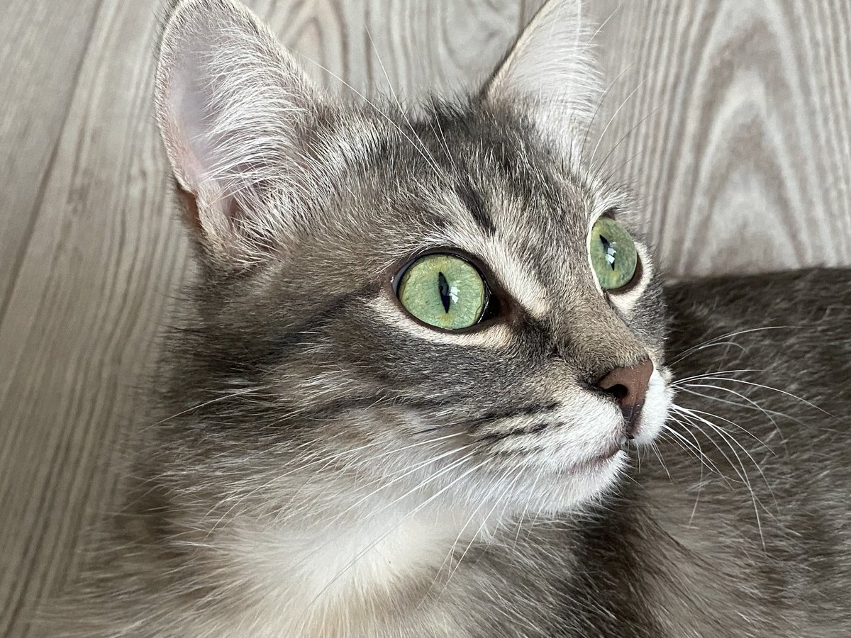 шанечка tweet media