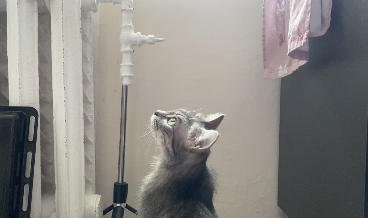 шанечка tweet media