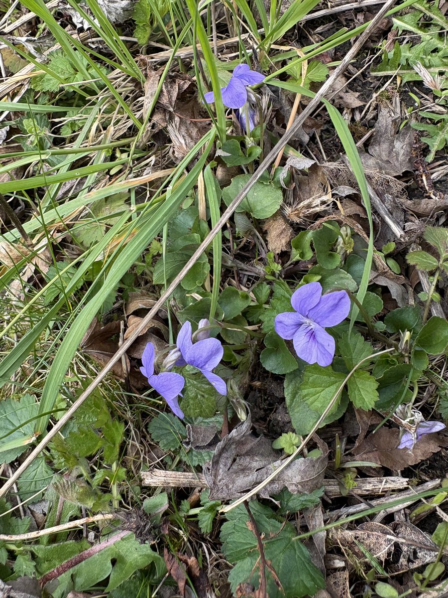 alison levey 🐝🌱🌺 tweet media