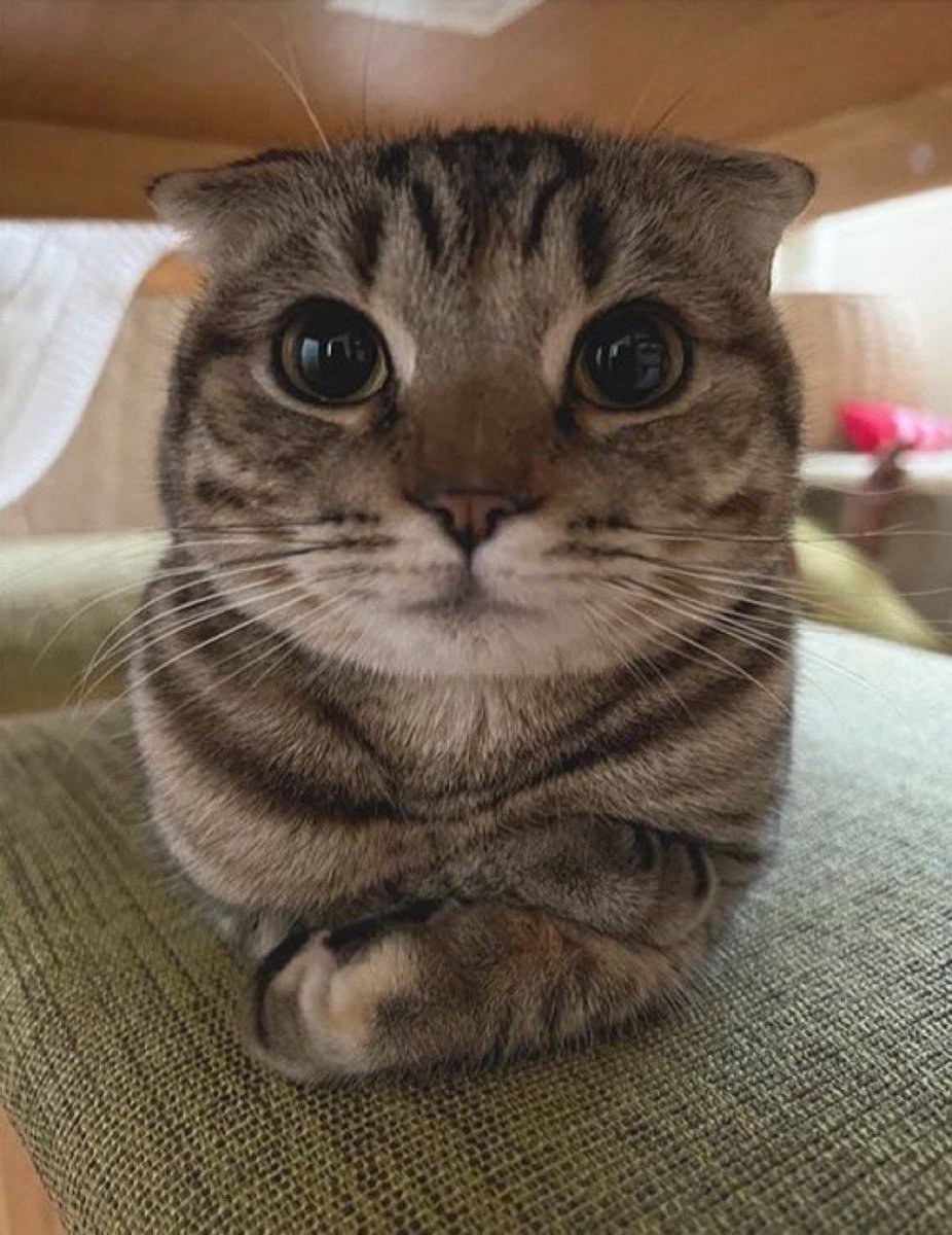 아나모니 tweet media