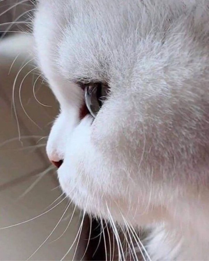 猫しか勝たん tweet media