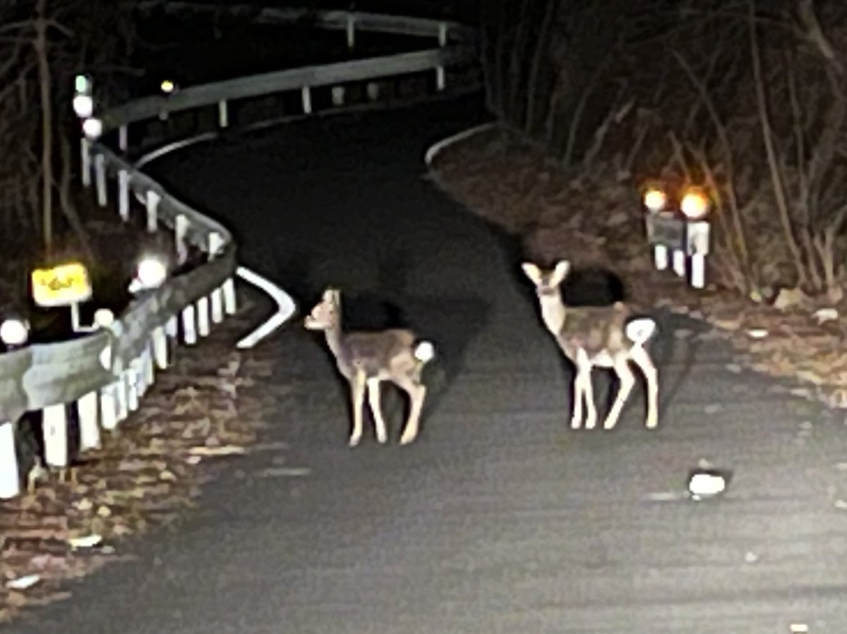 革ケモのおじ狼 Kawasaki VersysX-250 tweet media