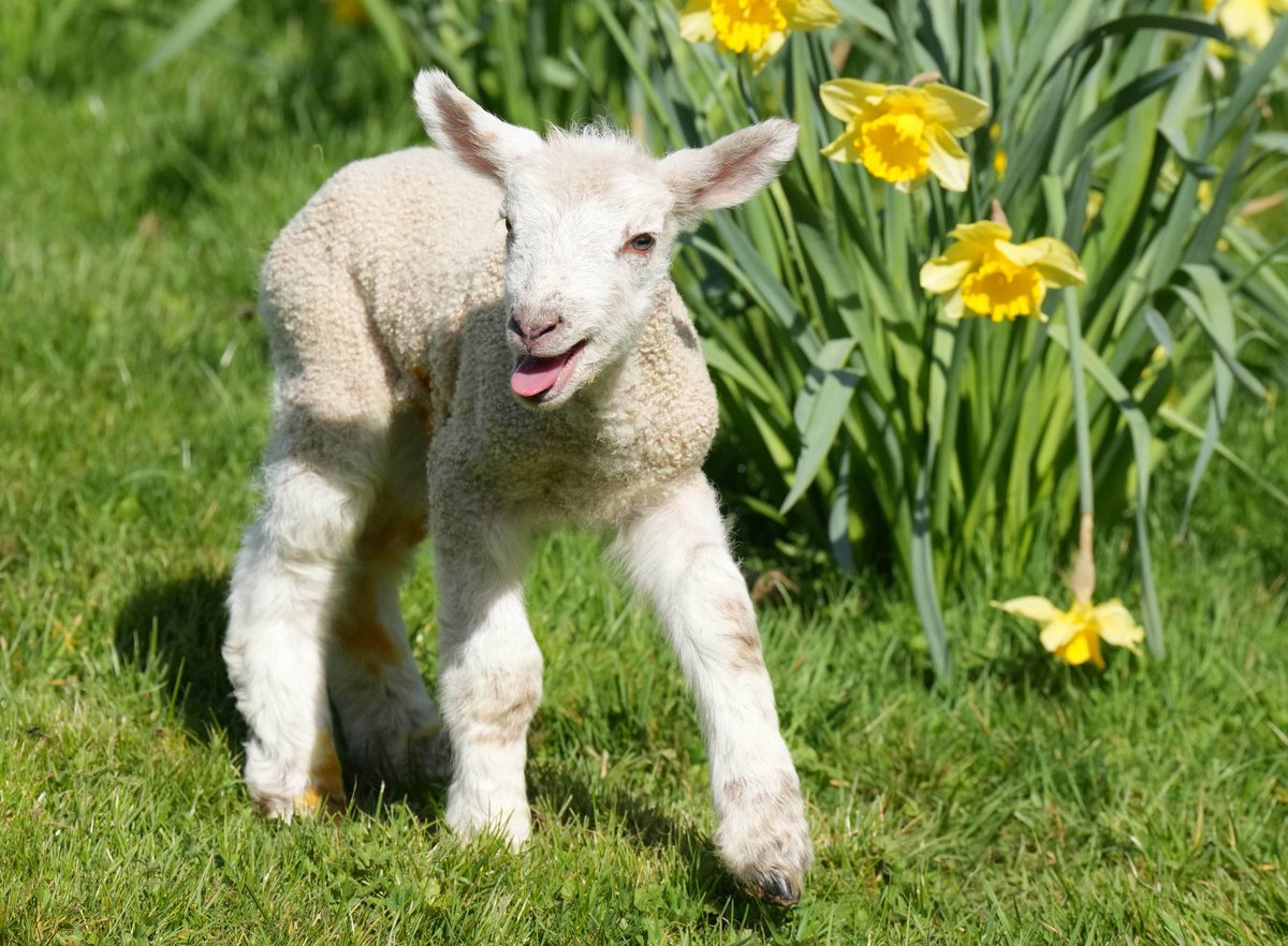 eddie mitchell tweet media