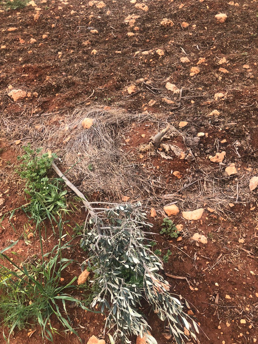 Herd of Justice tweet media