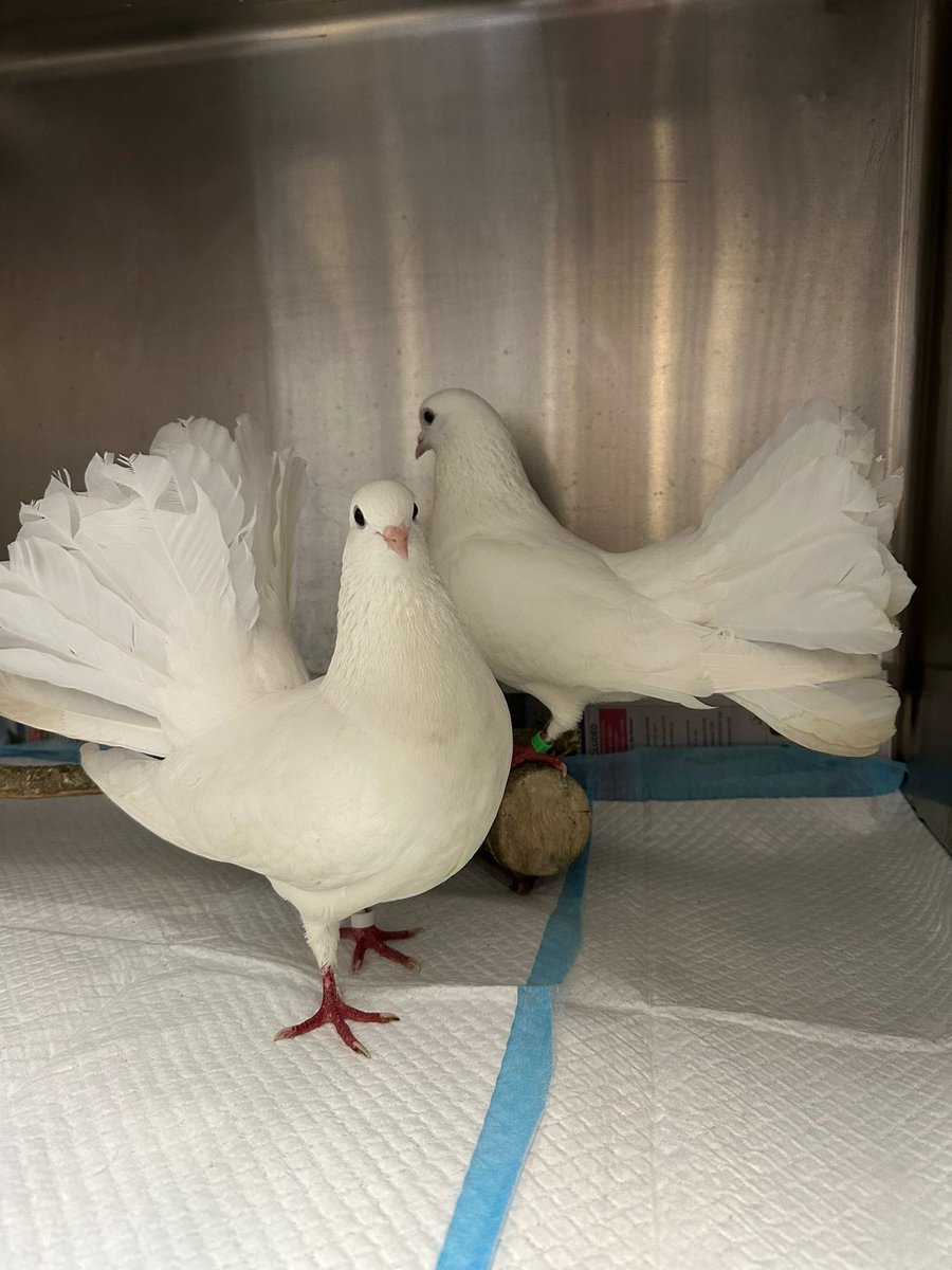 Animals in Need UK tweet media