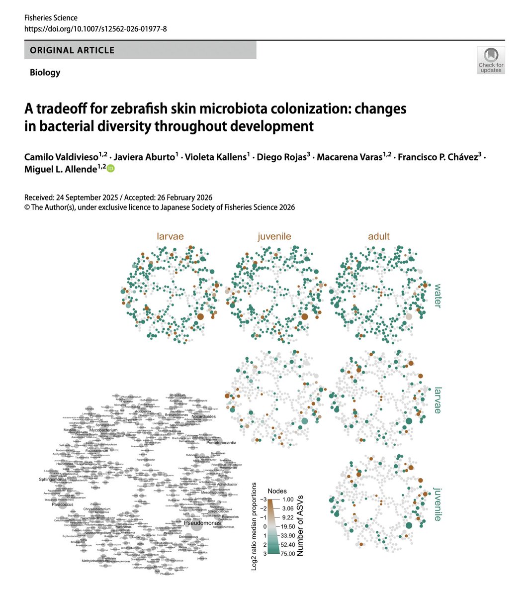 bioBlogia's tweet photo. Les dejo un bonito trabajo sobre la microbiota de la piel del pez cebra, realizado en colaboración con Miguel Allende. 
#SysmicroLab
Valdivieso, C. et al. A tradeoff for zebrafish skin microbiota colonization: changes in bacterial diversity throughout development. Fish Sci (2026) https://t.co/IDh3jqmIY5