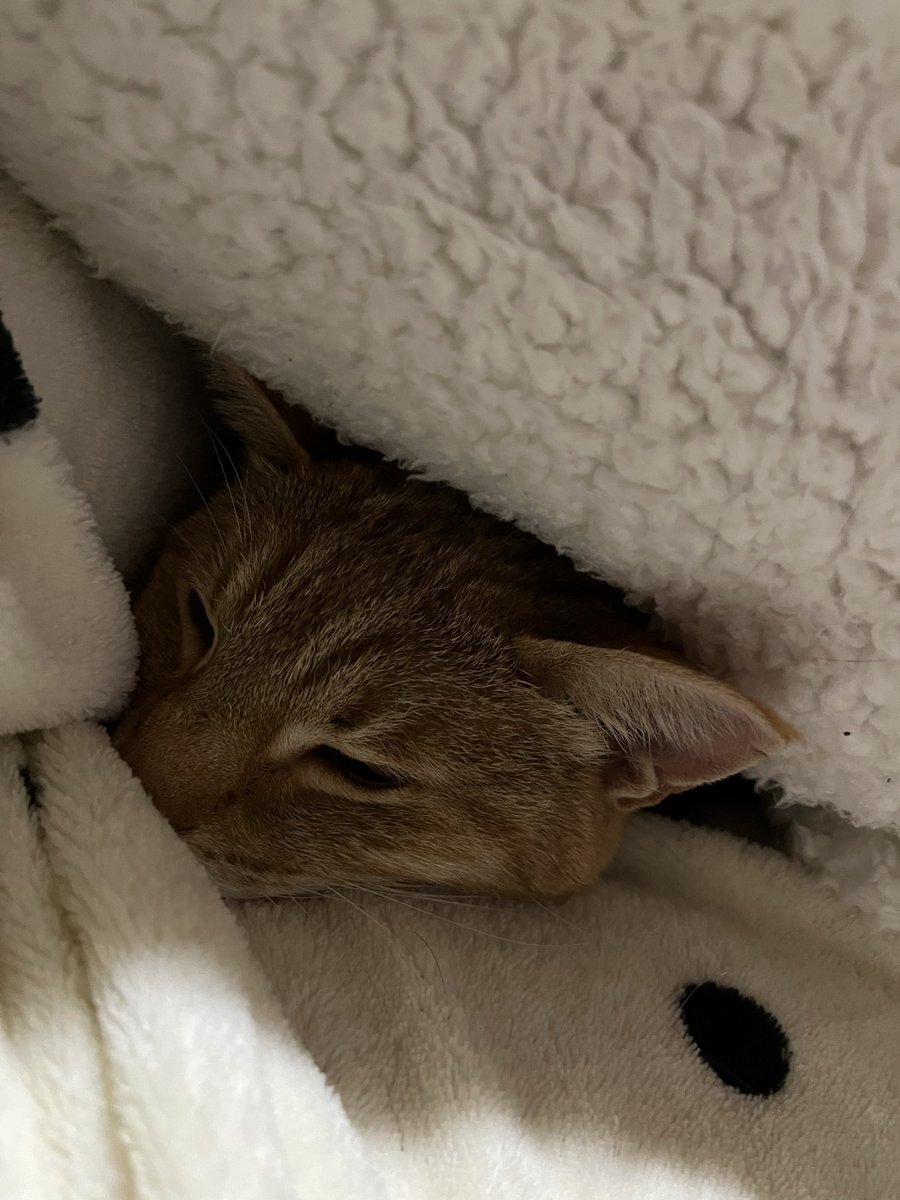 ふと思いついてしまい　、

投稿します　…  

一緒に歌ってください

#わたしの股でお眠りなさい〜
#愛猫
#お兄ちゃん猫
#実家
#帰省
#就寝