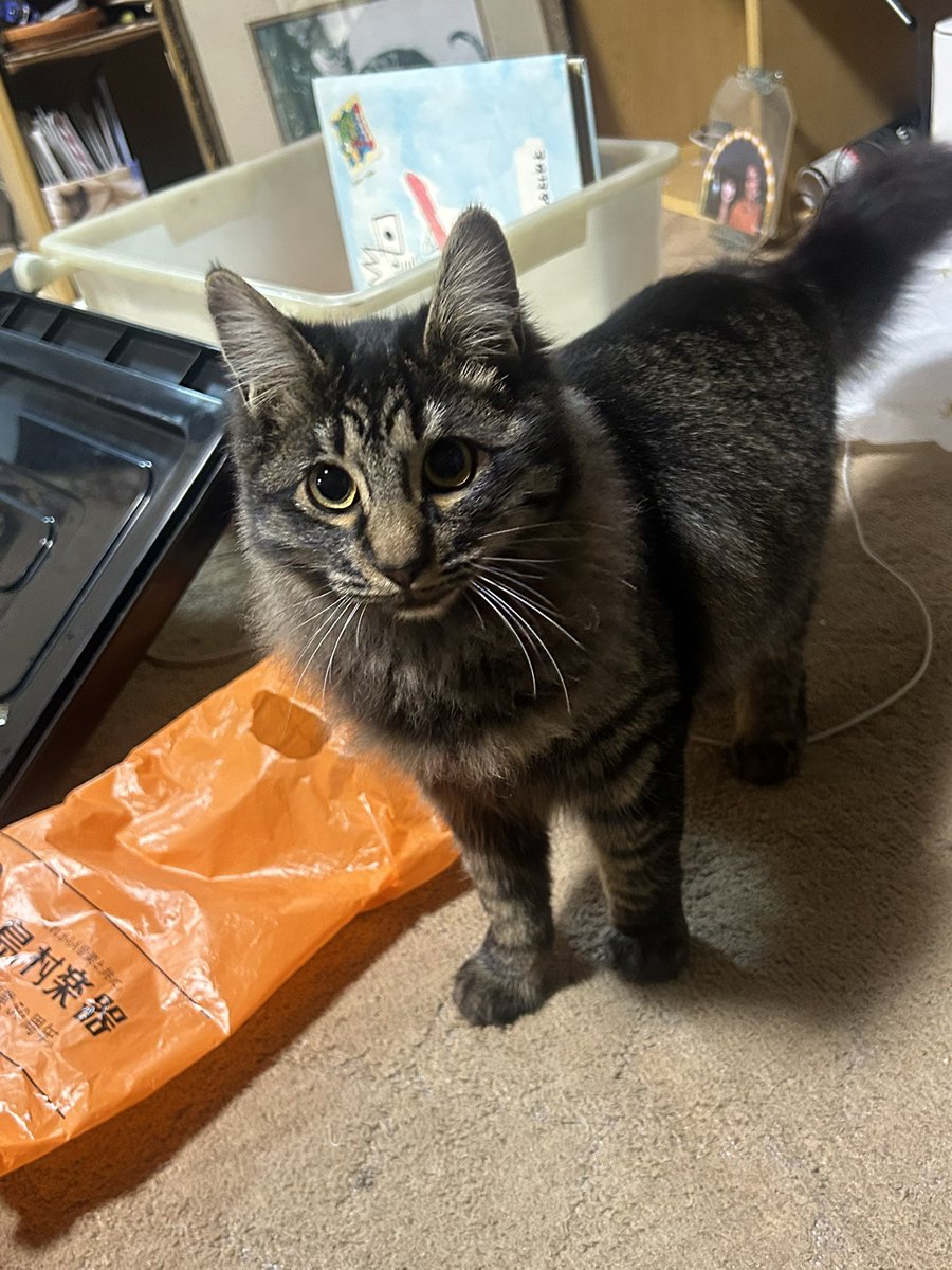 ニア様 tweet media