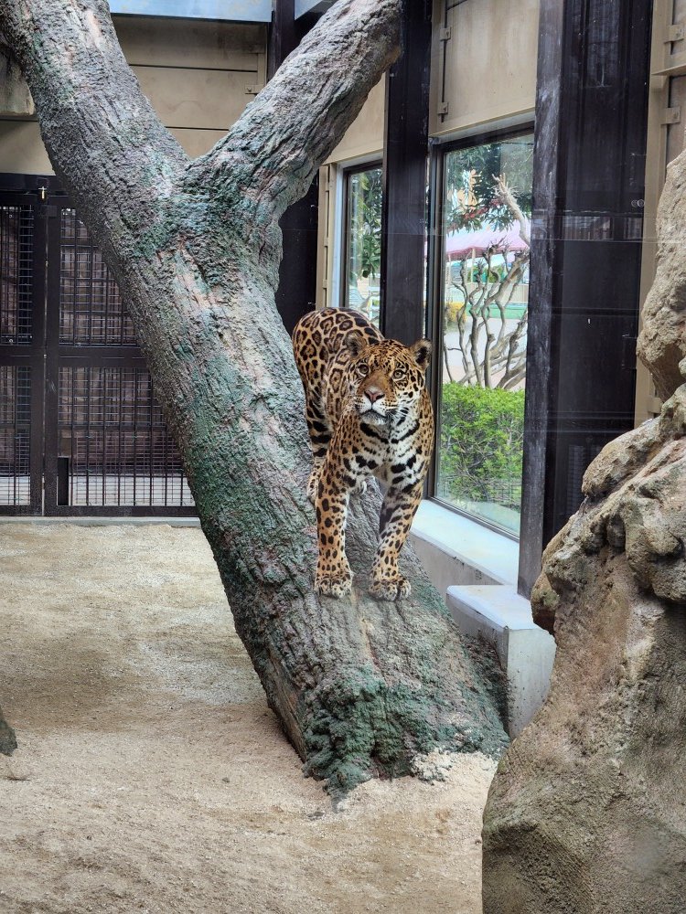 東武動物公園【公式】リュウくん tweet media
