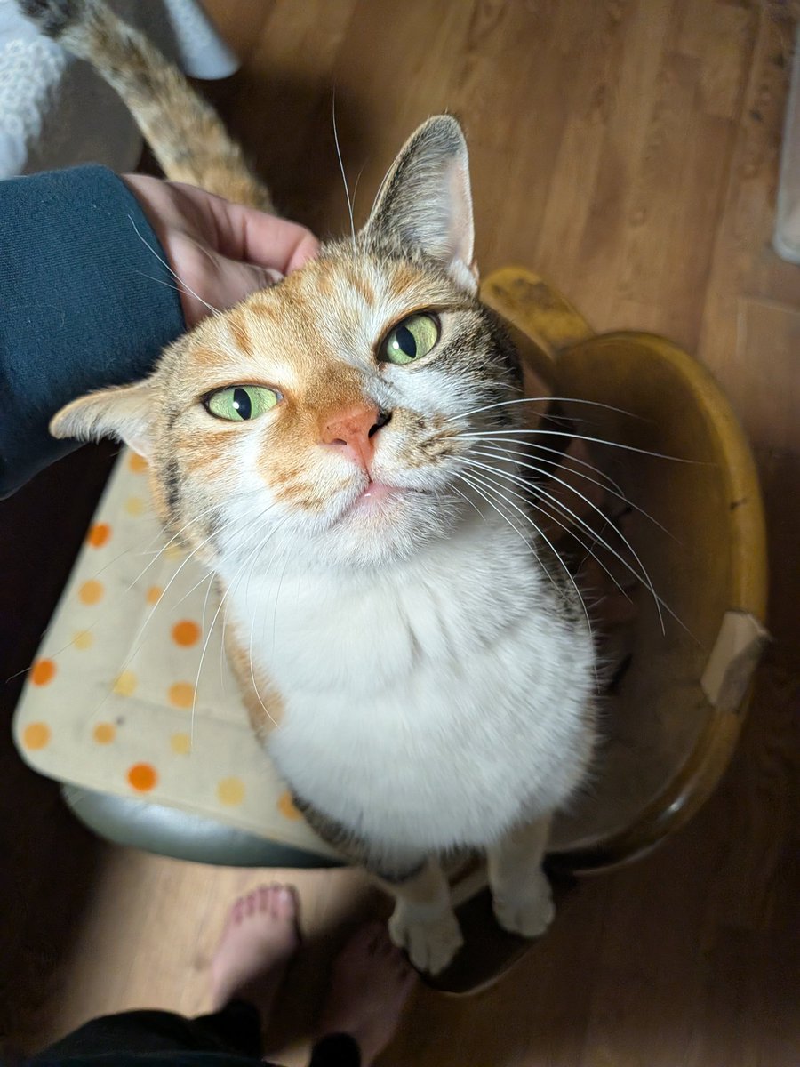 絶倫大仙人朔夜13ぱんだぜー ฅ•ω•ฅ tweet media