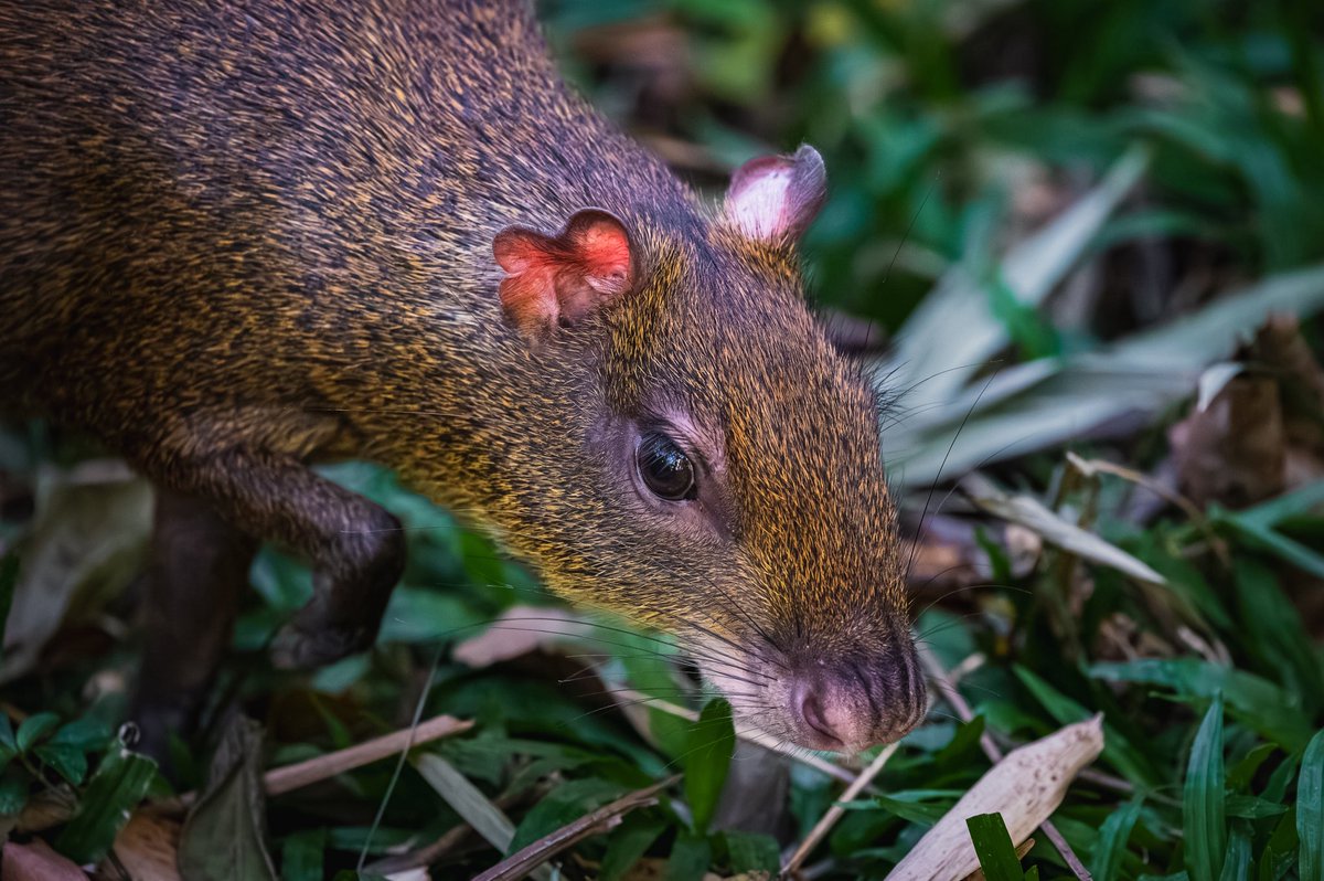 J. P. Monge S. tweet media