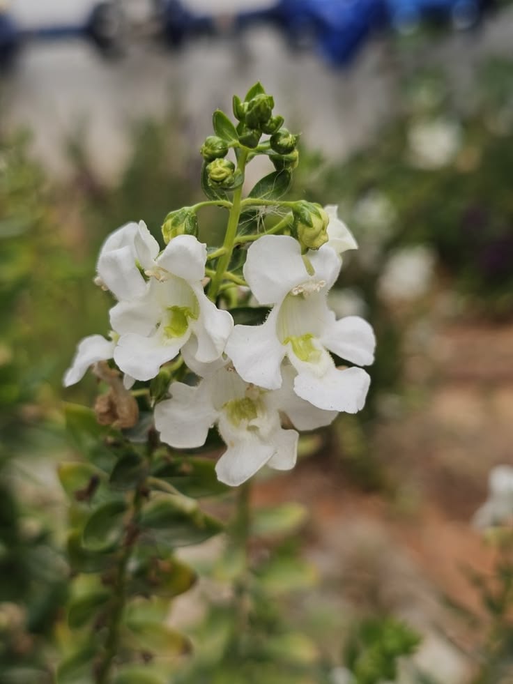 Nature Pathway tweet media