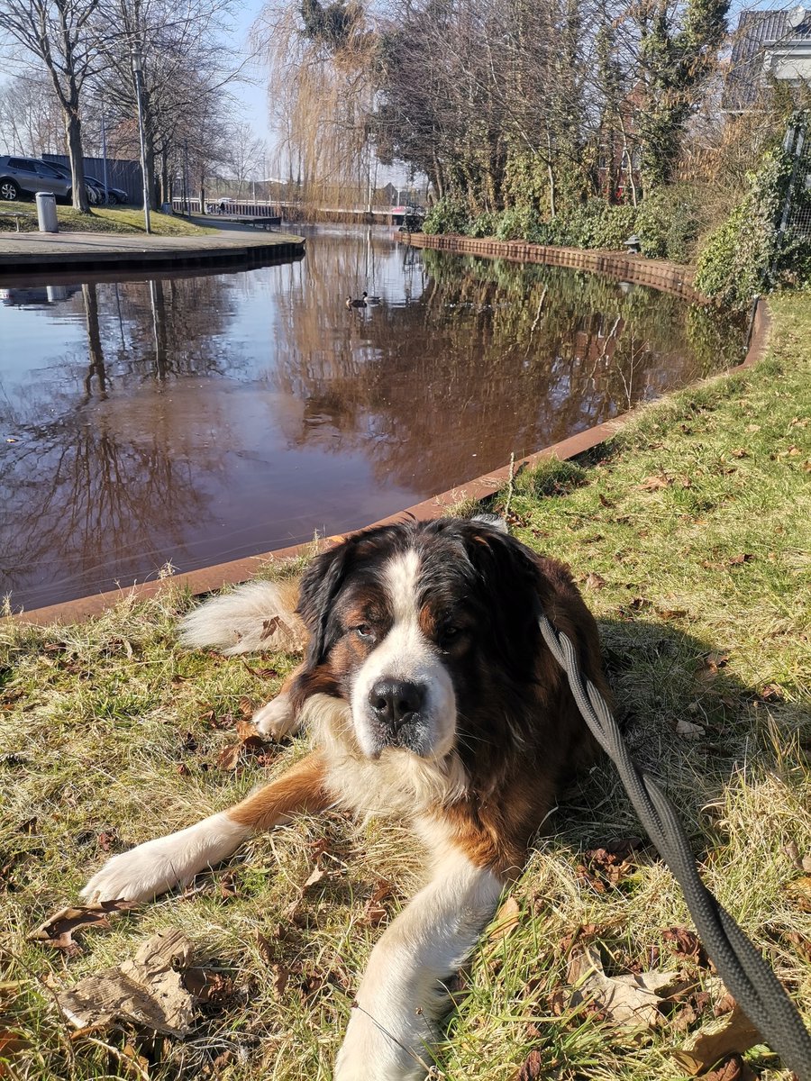 Mahashakti Engeln 🌻 Yogamentor tweet media