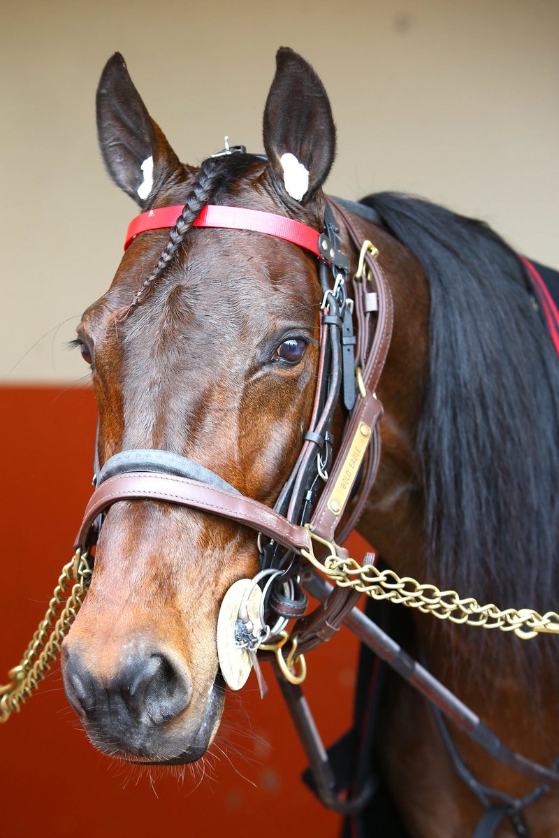 ParisTurf tweet media