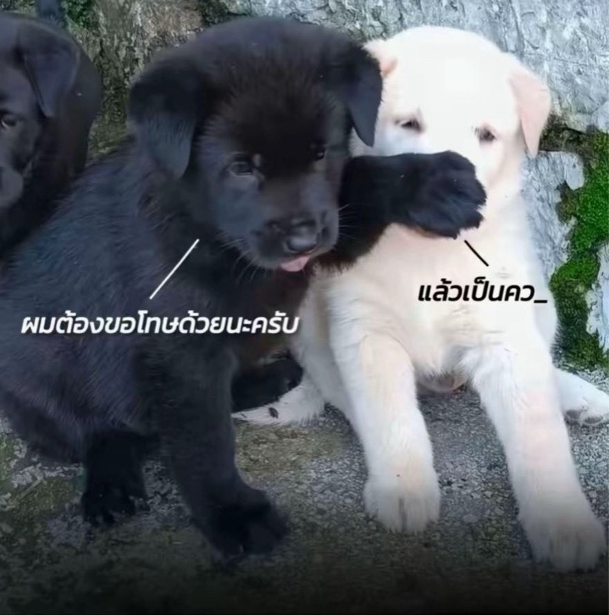 เ ปิ ด ว อ ร์ 🥑 tweet media