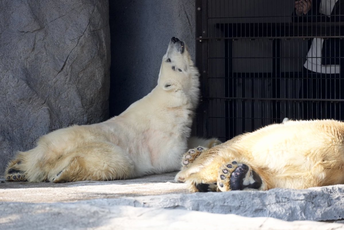 kotoriʕ ·ᴥ· ʔ tweet media