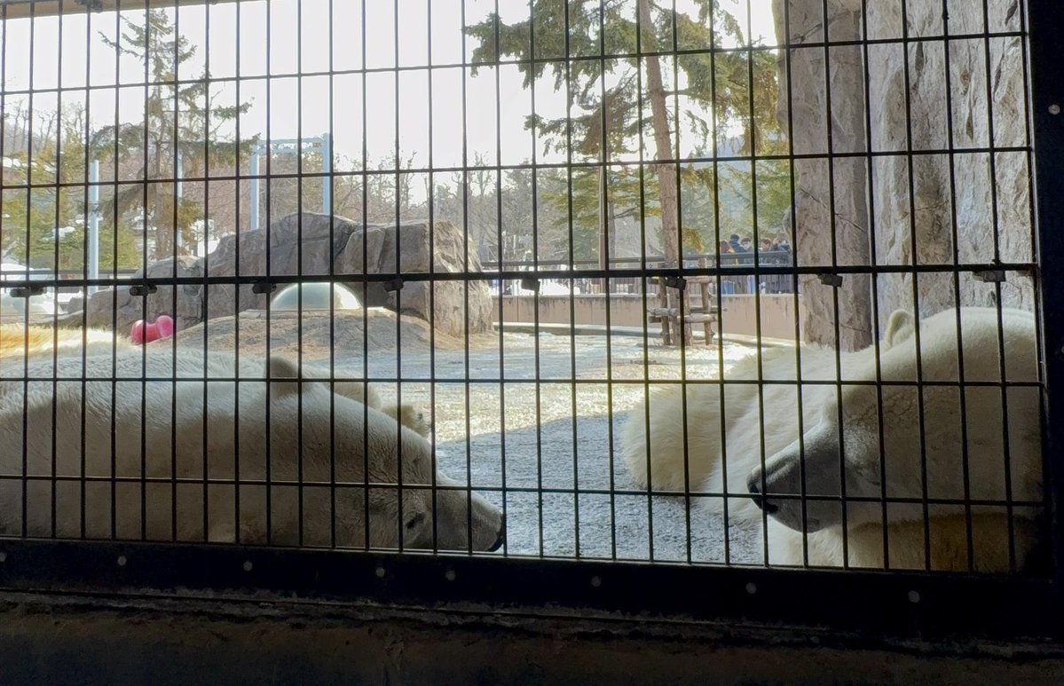 kotoriʕ ·ᴥ· ʔ tweet media