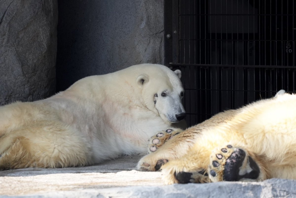 kotoriʕ ·ᴥ· ʔ tweet media