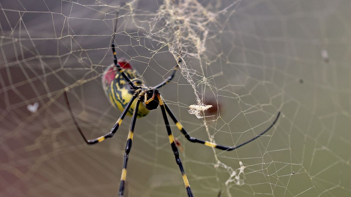 🌏PEACE✌️☮️🕊♻️☘️ tweet media