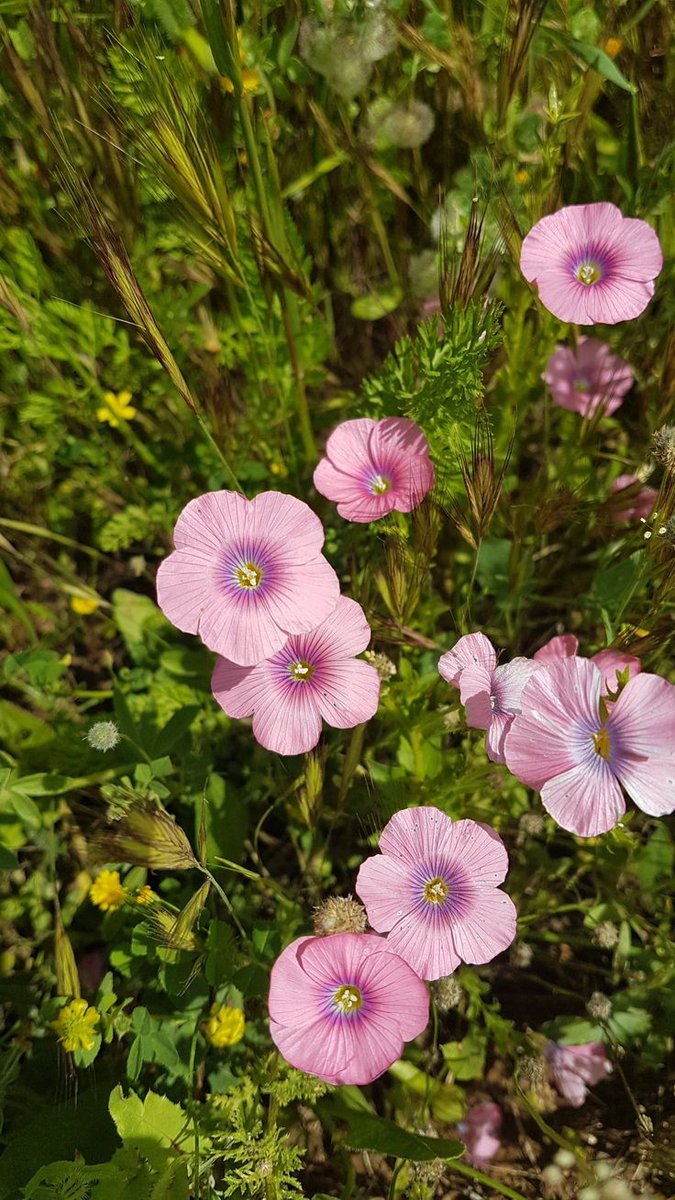 Nature Pathway tweet media