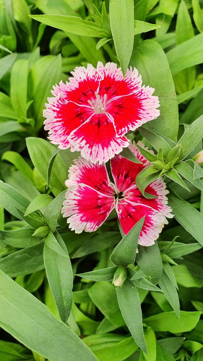 Nature Pathway tweet media