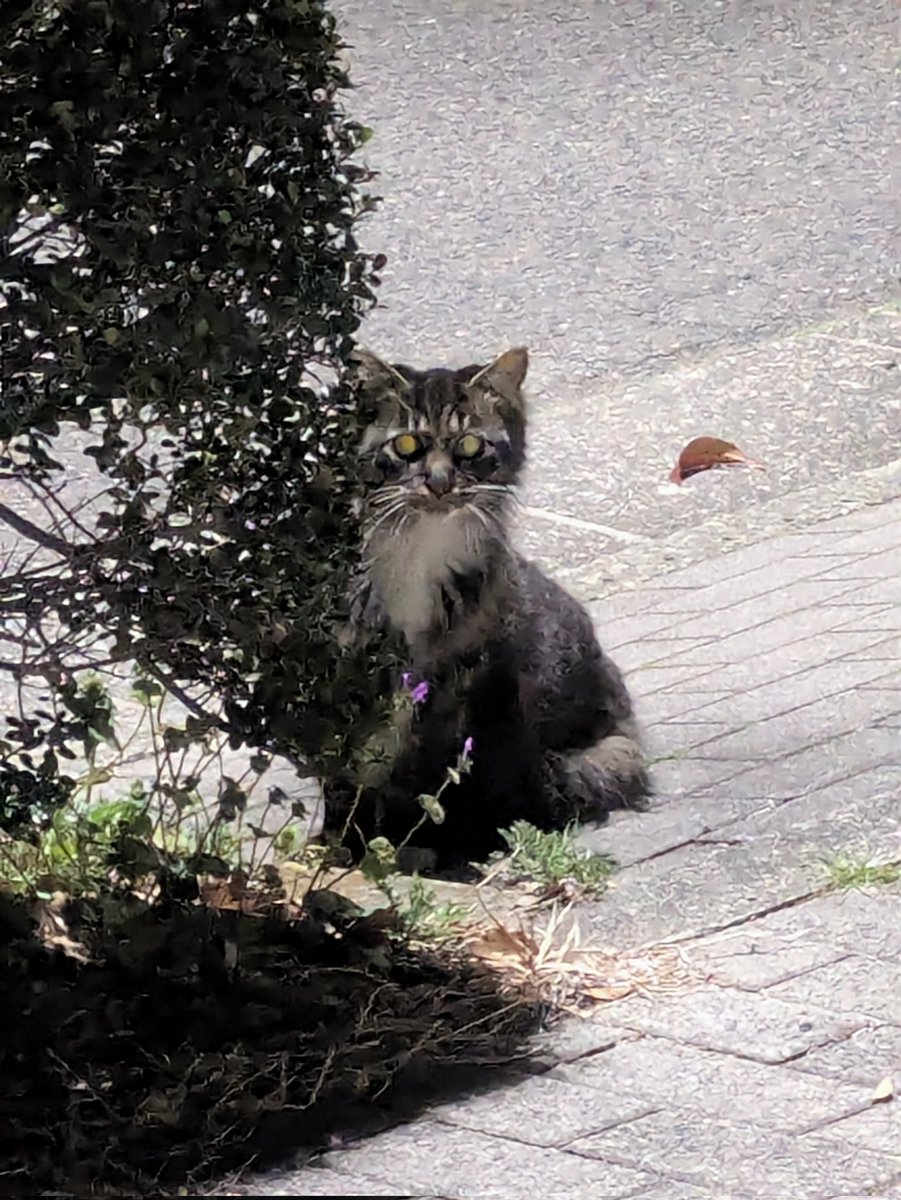 setsuka610's tweet photo. 暗いから見づらいけど猫ちゃんいた。 https://t.co/nwfW3KDb0y