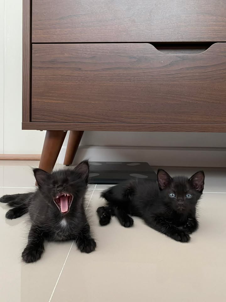 Catster & Co บ้านพักพิงแมวจร tweet media