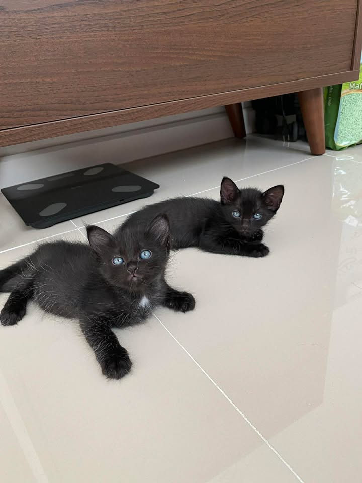 Catster & Co บ้านพักพิงแมวจร tweet media