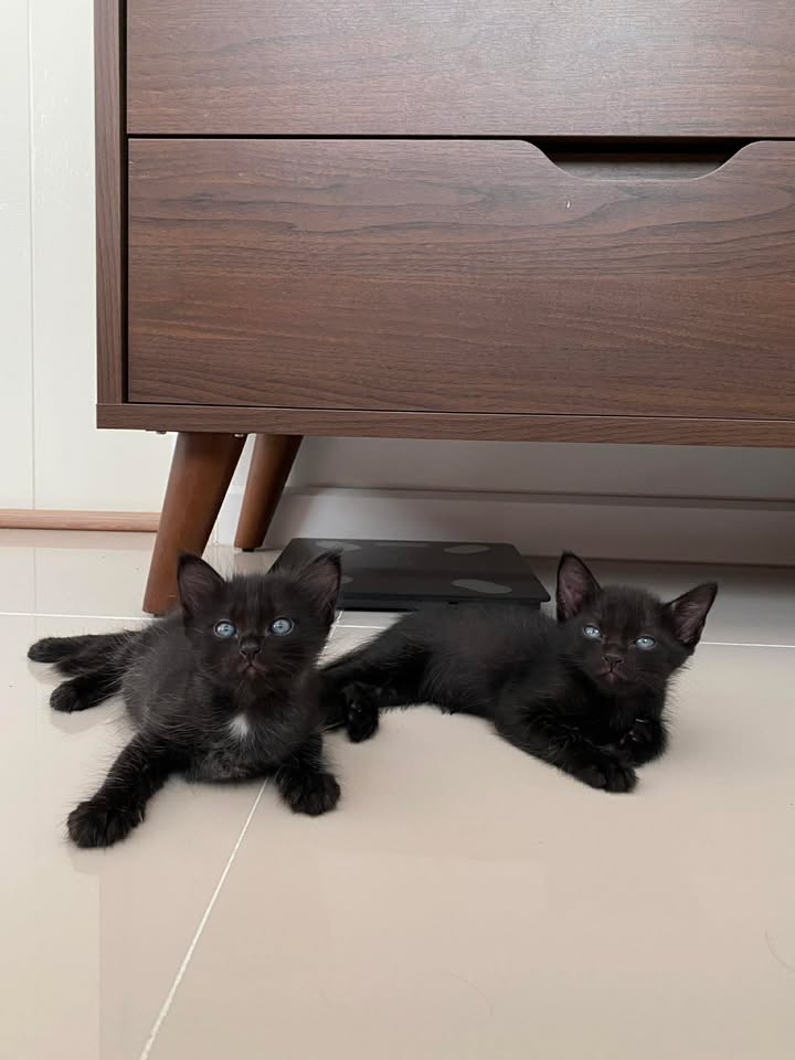 Catster & Co บ้านพักพิงแมวจร tweet media