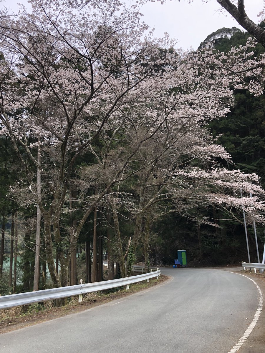 NoraNekoWorks's tweet photo. 船明ダムの周りはちらほらと桜が咲いてました。 https://t.co/d2XJgtTbSW